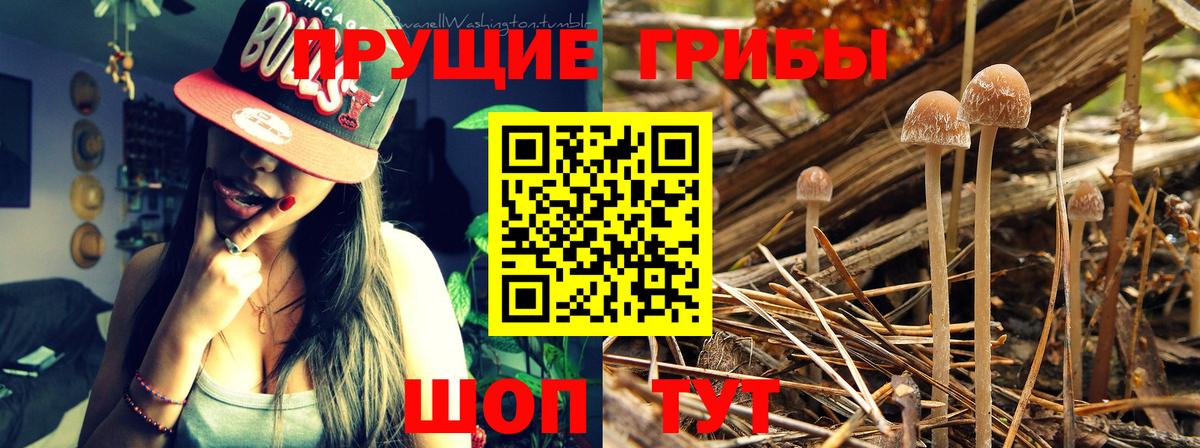 Славгород  Галлюциногенные грибы GOLDEN TEACHER  Вход с VPN 